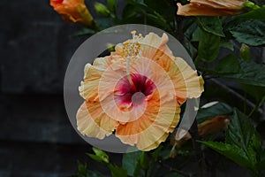 Front View Of Vibrant Orange Flower In Full Bloom Of Rose Mallow Plants By The Side Of The House Wall In The Evening