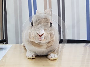 Front view Vienna lynx Mini rex baby rabbit