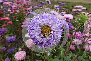 Front view of violet flower of China aster