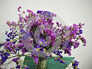 Front View Violet Flower on White Background,