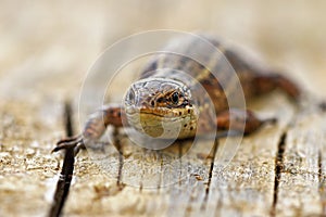 Front view of viviparous lizard