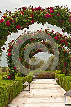 Front view of a Wedding garden of arching roses at a southwest winery in Spain