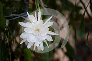 Front view of a white blossom of the queen of the night Epiphyllum oxypetalum Cactus plant, night blooming, with charming, photo