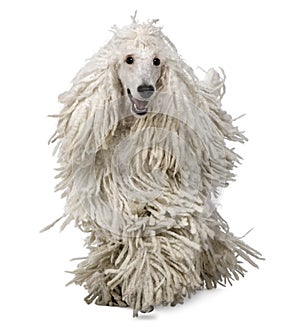 Front view of White Corded standard Poodle walking photo