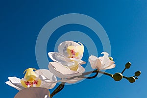 Front view of White orchid flower branch, on blue sky background