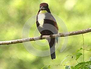 Front View of White-Throated Kingfisher on The Tree