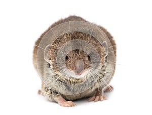 Front view of a White-toothed shrew,