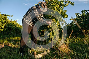 Front view winemaker senior farmer man in hat leaned over a grapevine picked