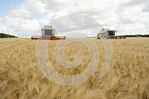 Front view on working wheat harvesters combine machine on gold wheat fields in summer. Europe wheat, rye harvesting