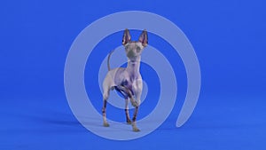 Front view of the Xoloitzcuintle standing in the studio against a blue background. The dog looks in front of him and
