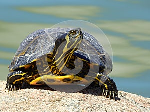 Front view of a yellow-bellied slider turtle sunbathing