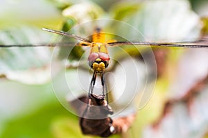 Front view of Yellow Dragonfly