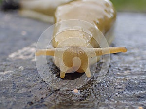 Front view of a yellow slug.