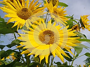 Front View of yellow Sunflowers on plants  in a lawn