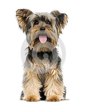 Front view of a Yorkshire Terrier sitting, panting