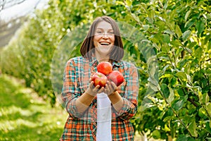 Front view young beautiful woman farmer orchard worker harvested holding three apples in her hands.