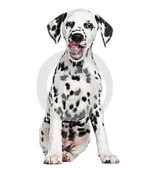 Front view of a young Dalmatian sitting, licking, isolated