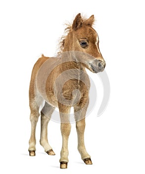 Front view of a young poney, foal against white background