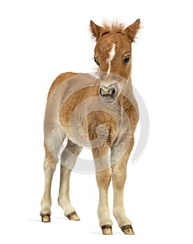 Front view of a young poney, foal against white background photo