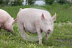 Front view of a young sow pig on farm