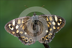 Grey orange butterfly on a brown branch photo