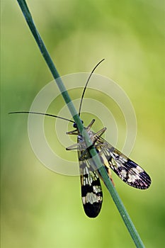 front wild fly Fly Panorpa photo