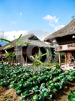 Front yard garden of traditional Vietnamese house built on high stilts, palm leaf-roofed in Sapa, Vietnam, row trench of leafy