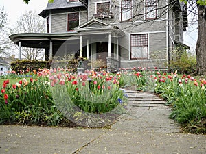 Front Yard Landscaping With Colorful Tulips