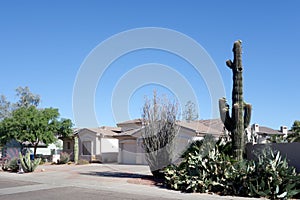 Front Yard in Phoenix, AZ