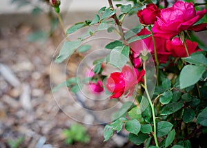 Front yard porch rose blooming in cherry-red color and dark green foliage shrub, mulched ground in Dallas, Texas, America