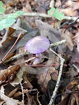 Front Yard prob gonna f u up fungi