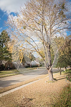 Front yard of residential house in suburbs of Dallas with almost bare maple yellow fall leaves