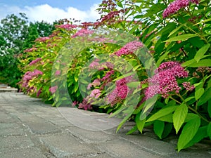 The front yard in spring, flowering Spiraea japonica 'Goldmound'. photo
