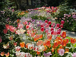 Front yard with tulips