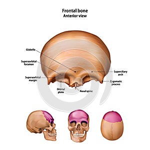 Frontal bone. With the name and description of all sites