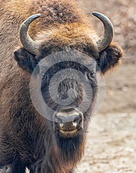 Frontal close up of an European bison