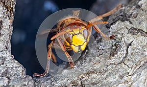 Frontal Close-up of a European hornet Vespa crabro