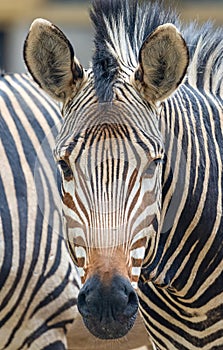 Frontal close up of a Hartmann\'s mountain zebra