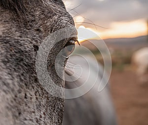 Frontal close-up of a horse& x27;s left eye looking at the camera.