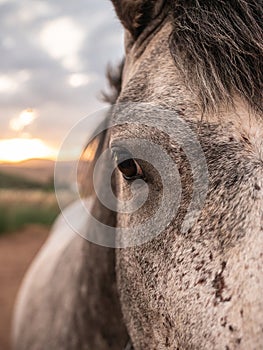 Frontal close-up of a horse& x27;s left eye looking at the camera with sunset in the background