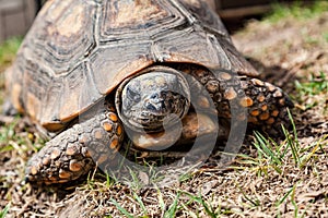 Close-up of land turtle