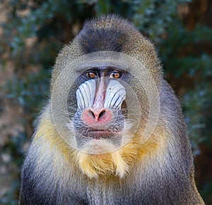 Frontal Close-up of a male Mandrill