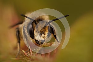 Frontal Close up of a male Patchwork leafcutter bee, Tuinbladsnijder, Megachile centuncularis