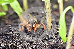 Frontal close-up of mole cricket amongst young tomato plants