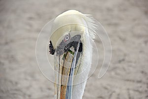 Frontal close-up of a pelican