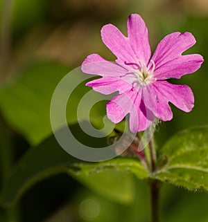 Frontal close-up of a pink flower of Silene spp.