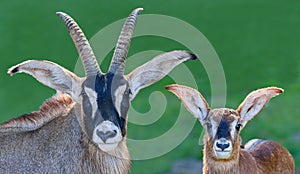 Frontal close up of Roan Antelope father and his son
