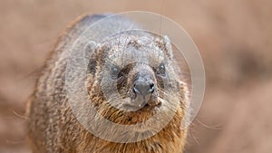 Frontal Close up of a Rock hyrax