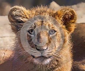 Frontal Close up view of an Asiatic lion cub