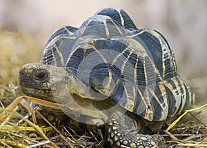 Frontal Close-up view of a Burmese star tortoise